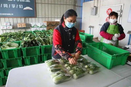 农产品例行监测合格率99 以上 上海推进产地准出制度强化达标合格检验