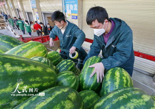 四川遂宁 百吨 遂宁鲜 优质农产品赠湖北